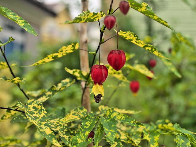 Abutilon megapotamicum 'Variegatum' flowers and foliage