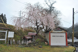 地蔵様と桜