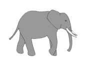 elephant