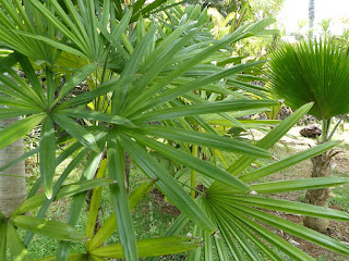 Rhapis multifida - Rhapis de Chine