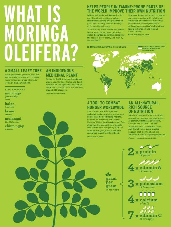 Belajar Bareng Herbs : Kelor atau merunggai (Moringa oleifera)