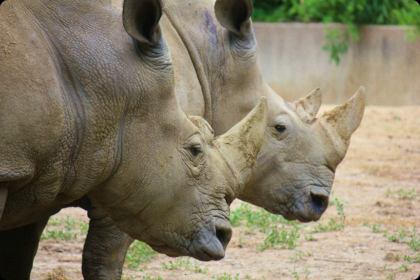 Zoo4 344