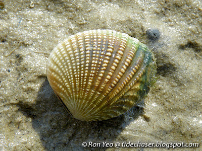 Tumid Venus Clam (Gafrarium tumidum)