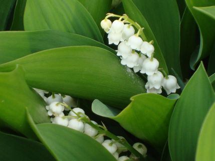 花語 每月的誕生花 五月誕生花 鈴蘭lily Of The Valley 二