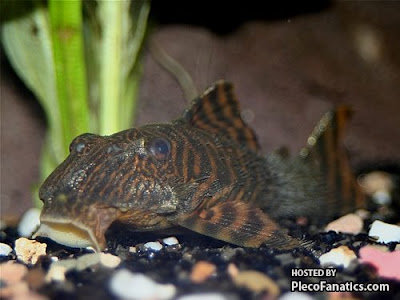 The Hairy Tiger Plecostomus
