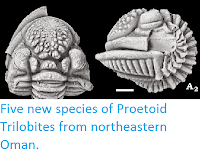 https://sciencythoughts.blogspot.com/2015/02/five-new-species-of-proetoid-trilobites.html