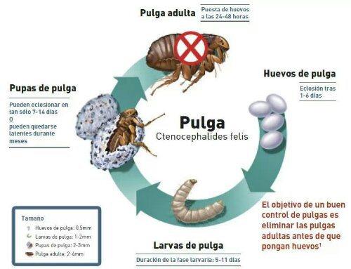 CICLO DE VIDA DE LAS PULGAS