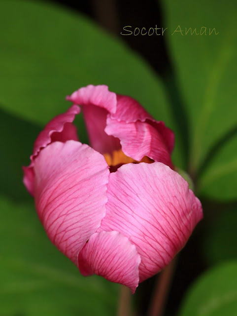 Paeonia obovata