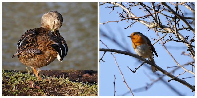 Birds at Bodiam Castle