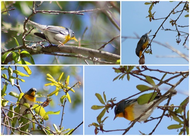71 Okefenokee NWR 2012-1347