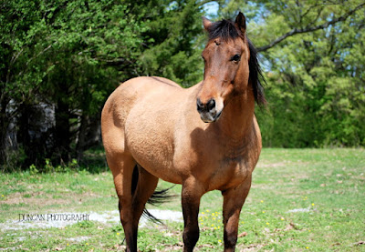 Friends, Farm, Horse, Fun, Summer, Travel, Beauty