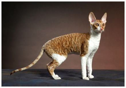 Cornish Rex Cat. Cat Directory: Cornish Rex Cat