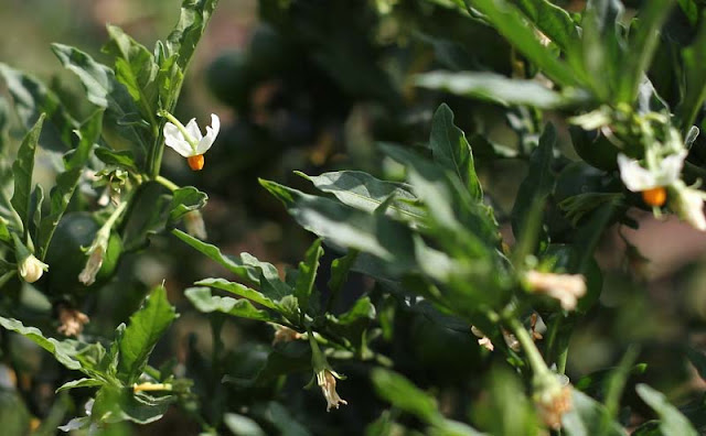 Solanum Pseudocapsicum