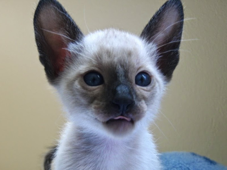 Baby Cosmo