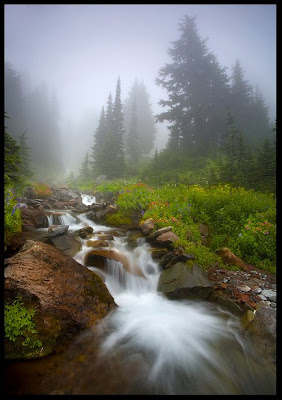 © MarcAdamus - Fog, Falls and Flowers