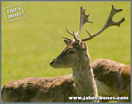 So why do deer even have antlers ? : Jake's Bones
