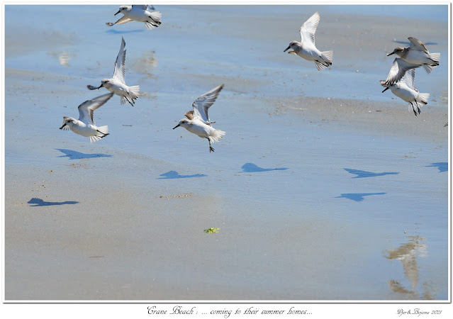 Crane Beach: ... coming to their summer homes...