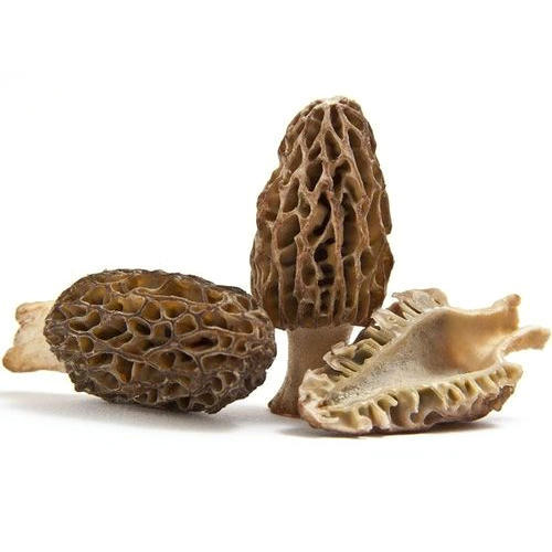 Mushroom buyers in Europe | Mushroom supplier | Biobritte mushroom company