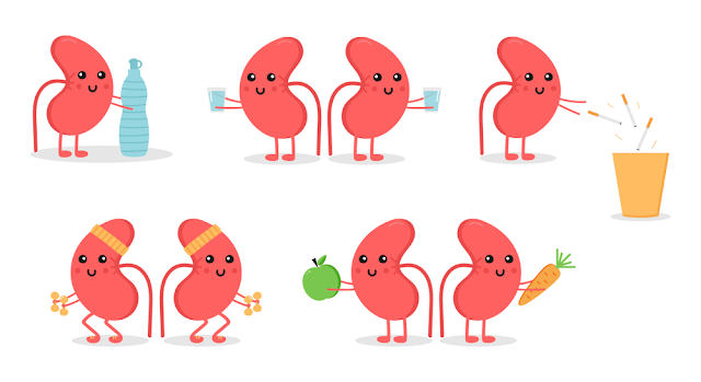 kidneys