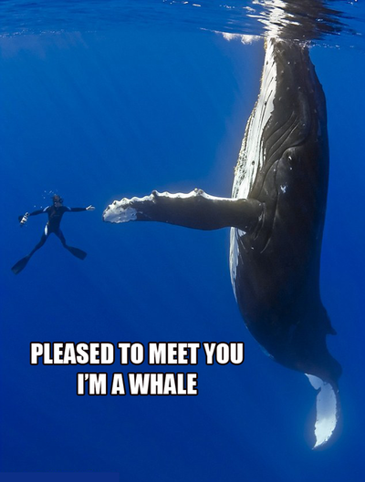 Divers Dwarfed by Whales And Sharks Seen On www.coolpicturegallery.us