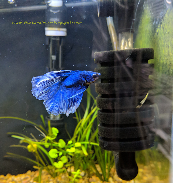 Best tank filter for Betta fish