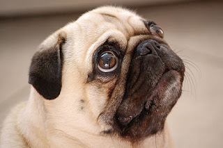 Pug Dog Puppy Pictures