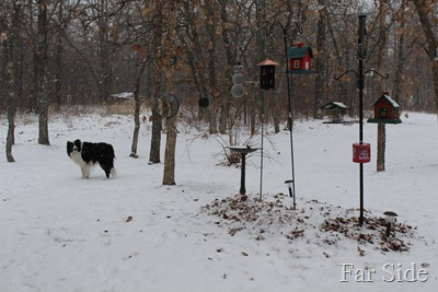Chance and the bird feeders