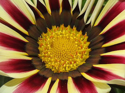 勳章菊的管狀花