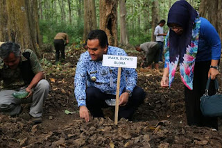 Wabup Blora Arief Rohman Tanam Kelor Di Tegakan Jati Perhutani Kebonharjo