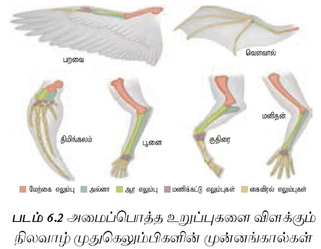  CLASS 12 ZOOLOGY TAMIL MEDIUM TEXT MATERIALS பாடம் 6 பரிணாமம் - CHAPTER 6 EVOLUTION 