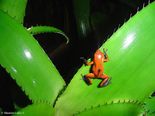 rana dendrobate 