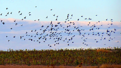 Caza Palomas