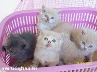 Anak+Kucing.jpeg