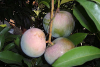 mangga apel