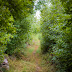 Rural Views [Part 2/2]: The Path through the Woods