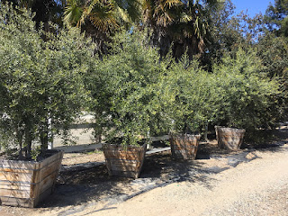 Olea