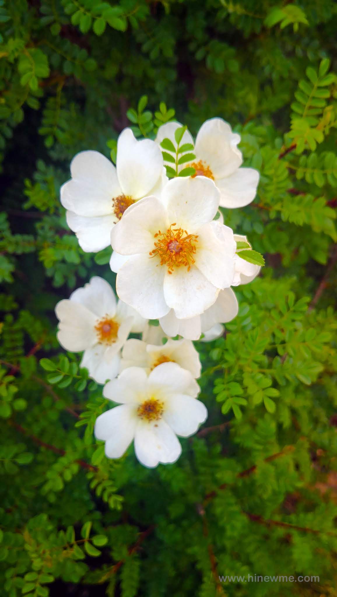 8Rose xanthina flowers Coronavirus spring