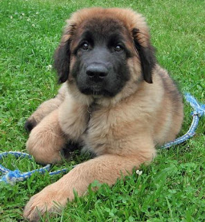 Leonberger photos