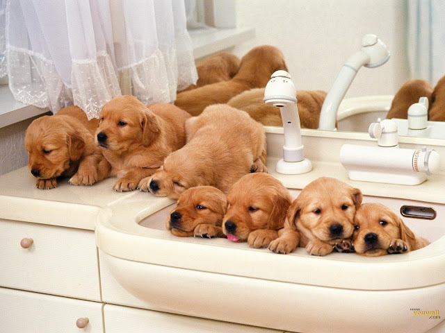 Cute Puppies HD Wallpaper Download