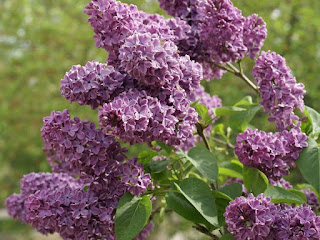 Syringa vulgaris 'Bardsee'