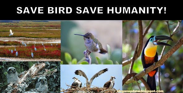 Save birds slogan in English