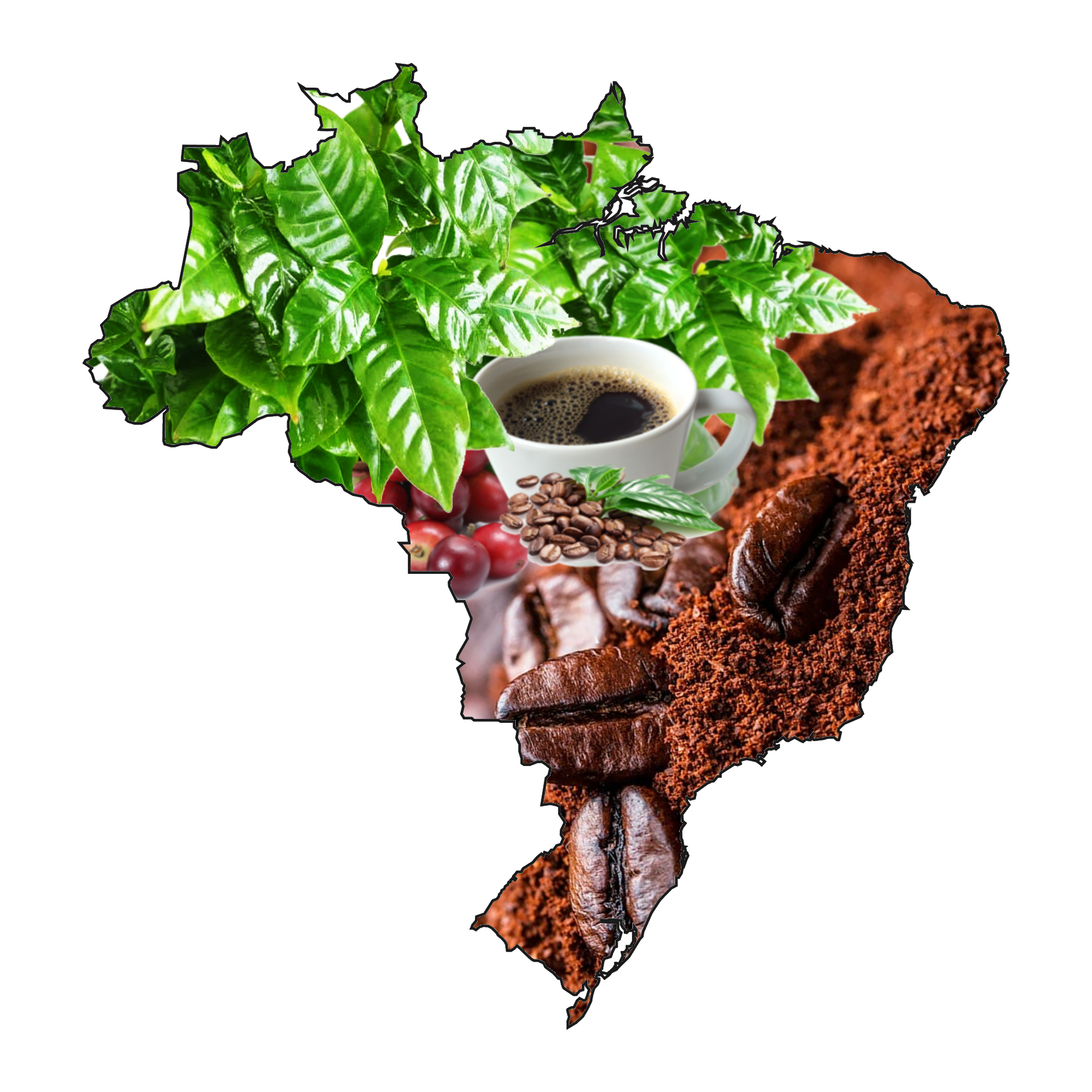 Os Estados Maiores Produtores de Café do Brasil | 1974-2022