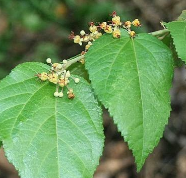  Tanaman  Hebat Daun Jati  Belanda  Dan Manfaatnya Petani TOP 