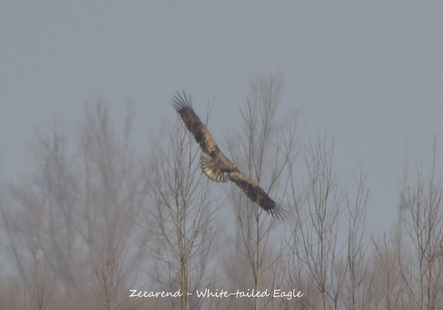 Natuur En Landschap De Zeearend White Tailed Eagle In De Biesbosch