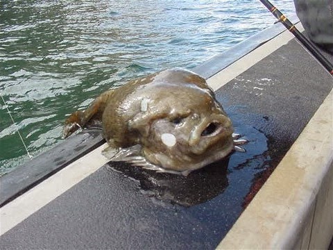 Cute Funny Animalz: Funny Blobfish New Nice Photography 2013