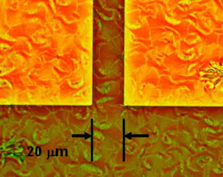 Directed Self-Ordering of Organic Molecules for Electronic Devices