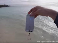 [Video] Ikan Doyan iPhone, Ini Buktinya