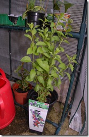 DSC_0044 goji