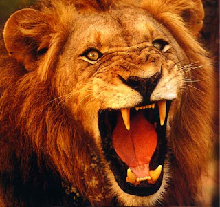 lion king leo pets animal big cat wallpaper singa