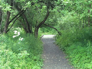 path leading to a walkway bridge, trees and plants along the way with one branch bending over the pathway